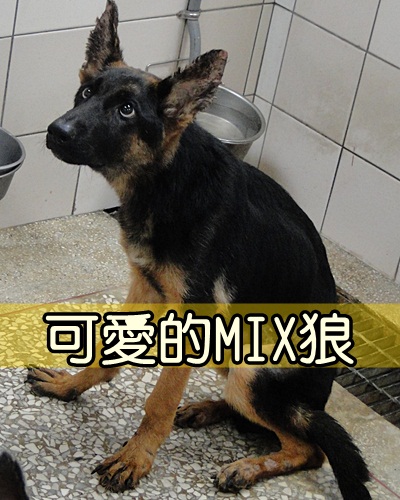 28號mix狼 高雄市關懷流浪動物協會