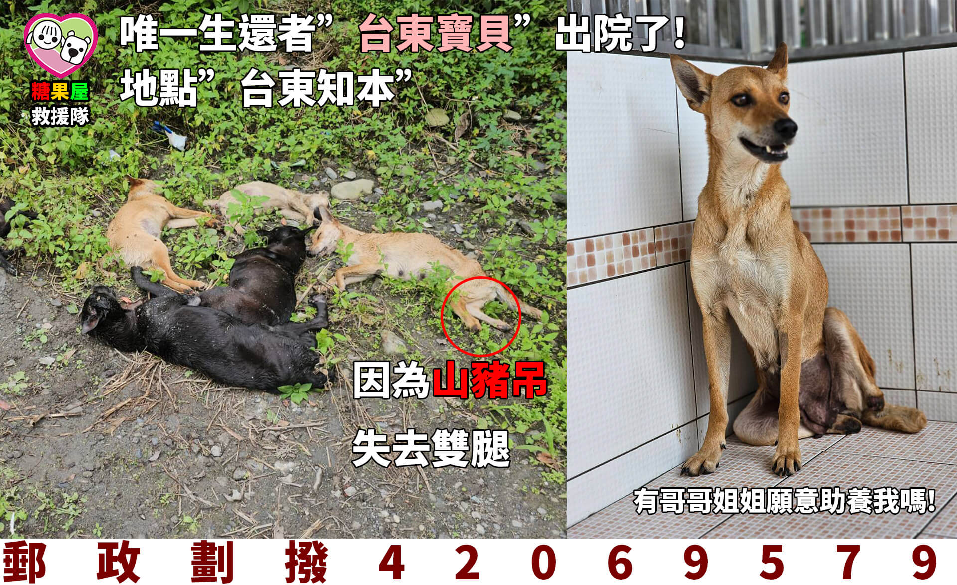 浩劫重生的”台東寶貝”出院了! – 高雄市關懷流浪動物協會