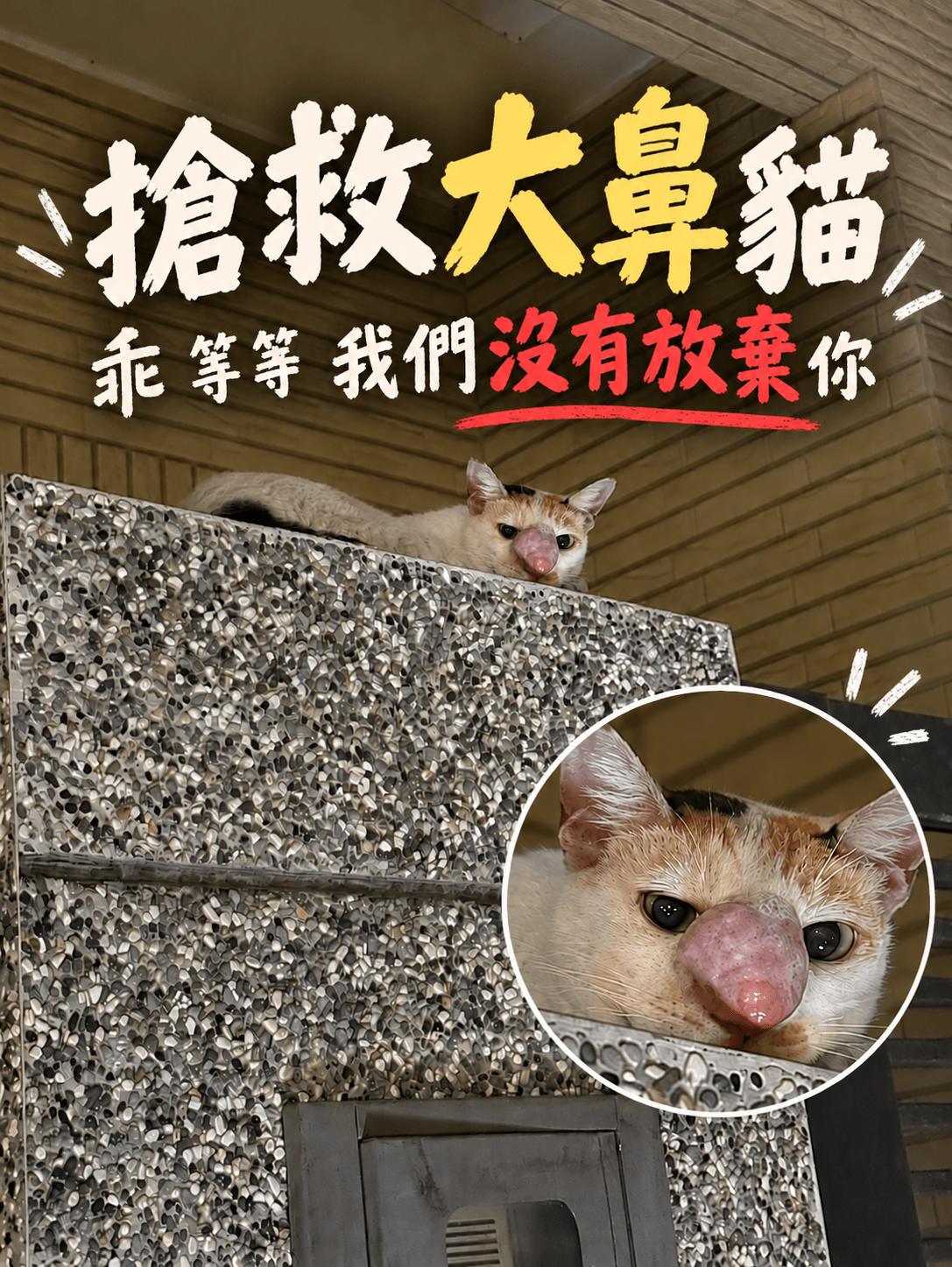 高雄市關懷流浪動物協會