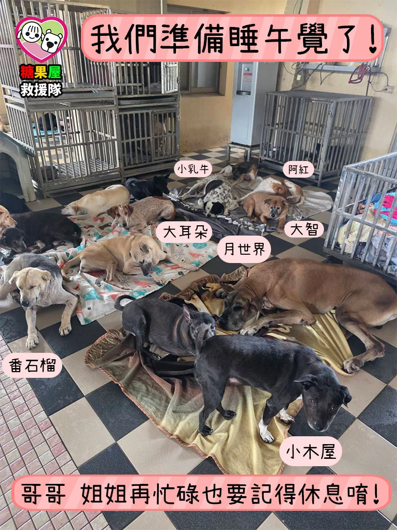 高雄市關懷流浪動物協會